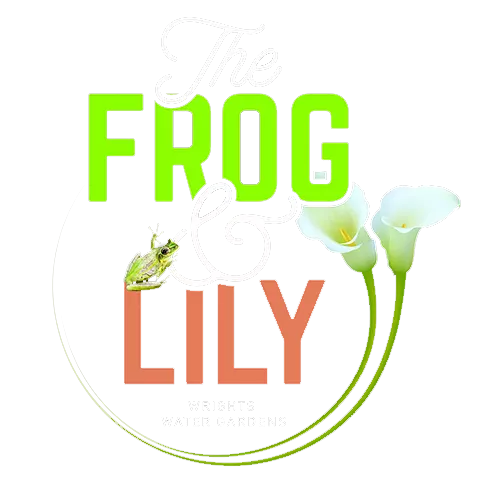 Frog & Lily Cafe